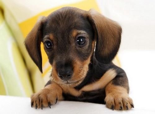 狗狗眼睛上边长了小疙瘩发红,狗狗眼睛发红流分泌物用什么药