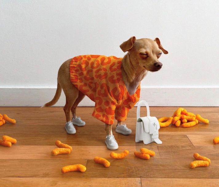 还在自嘲单身狗？快醒一醒！看看汪星人都拥有LV限量款了