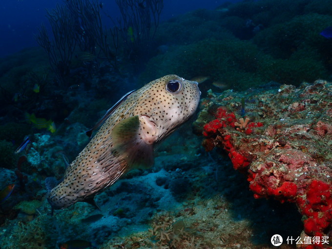 普吉岛aida考证,普吉padi潜水考证