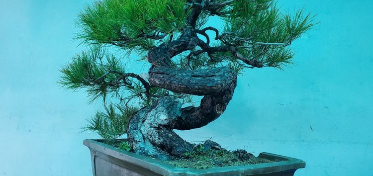 金奖精品黑松盆景 (日本国风展黑松盆景高清图)