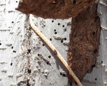 蛀干类害虫数据处理方式,树干小蠹虫如何防治