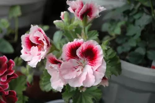 为什么有的天竺葵不开花,天竺葵不开花是什么原因呢