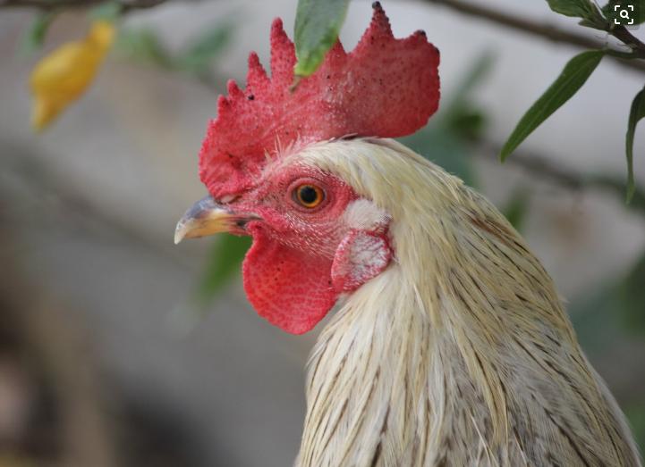 鸡经常生病,鸡老生病怎么办