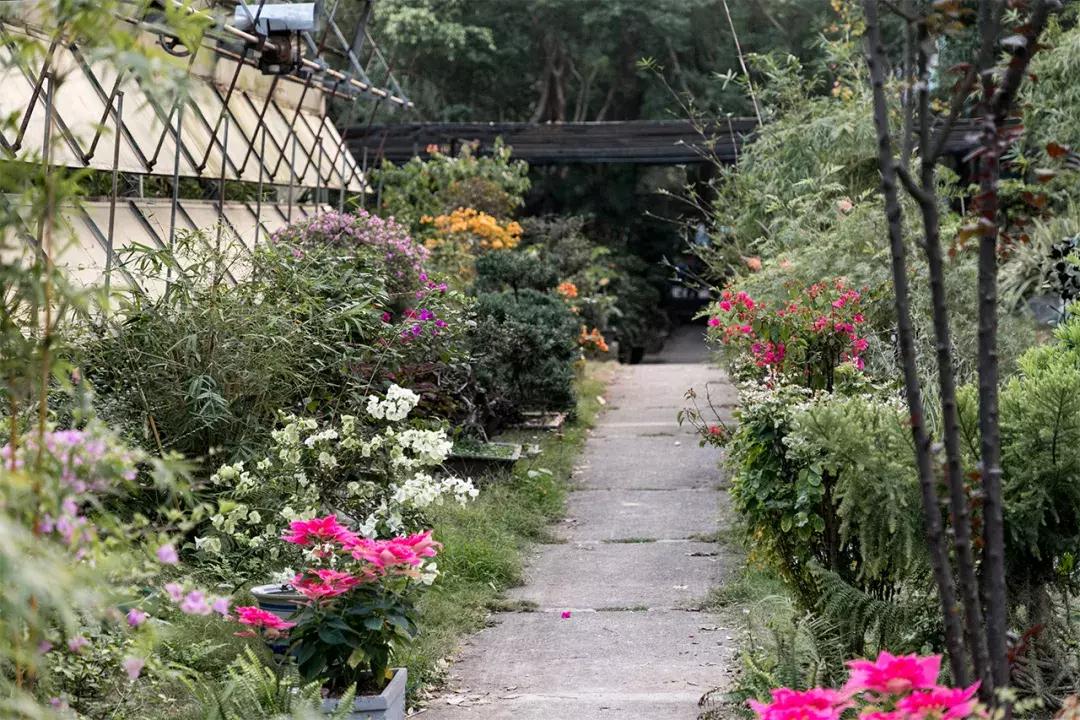 深圳大学游玩攻略一日游,深圳大学打卡攻略