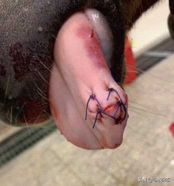 如果马儿生病了怎么办,马儿唇舌受损伤怎么办