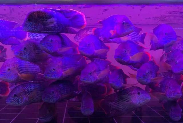 水族馆观赏鱼为什么卖得这么贵,市场上买的观赏鱼为什么不好养