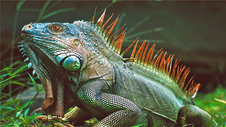 绿鬣蜥奄奄一息,绿鬣生病了