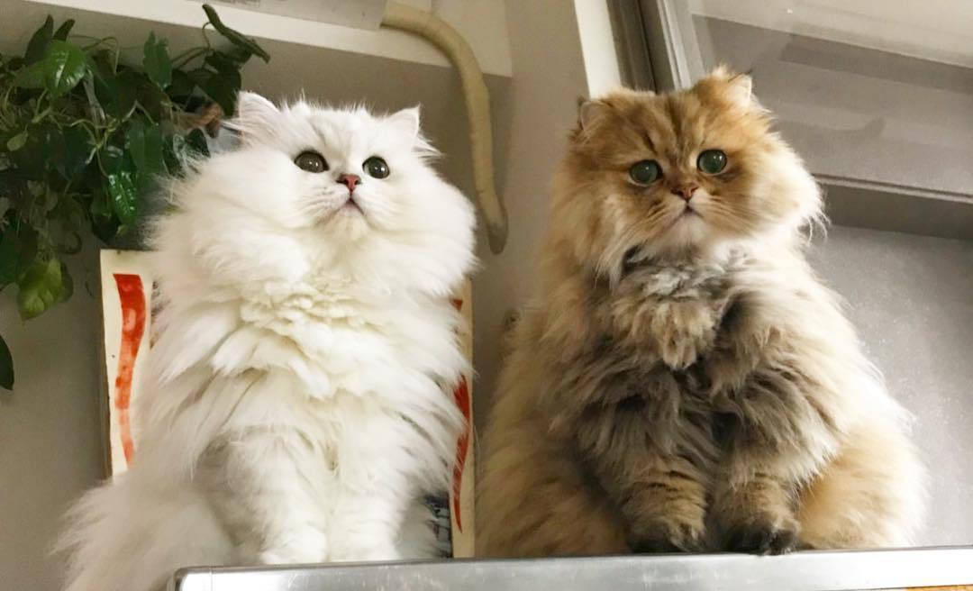 猫咪打架被咬伤了怎么办,被猫咪咬了伤口愈合了要去打针吗