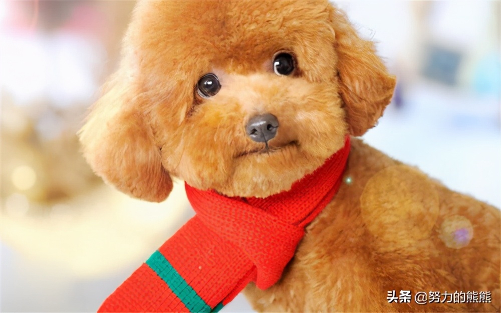 泰迪幼崽什么时间可以剃胎毛,泰迪幼犬胎毛是剃光还是剪短呢