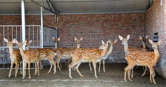 甲鱼是否列入禁食名单,牛蛙甲鱼被列入禁食名单了吗