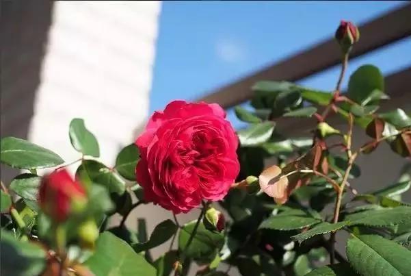 每天学习一点点——100种玫瑰品种科普