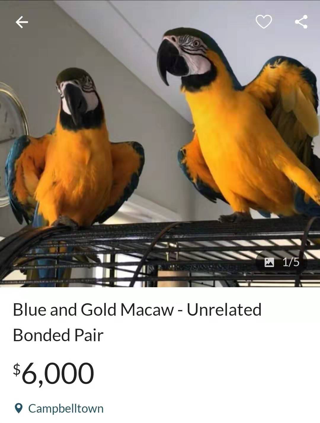 逛鹦鹉鸟市场,逛澳洲