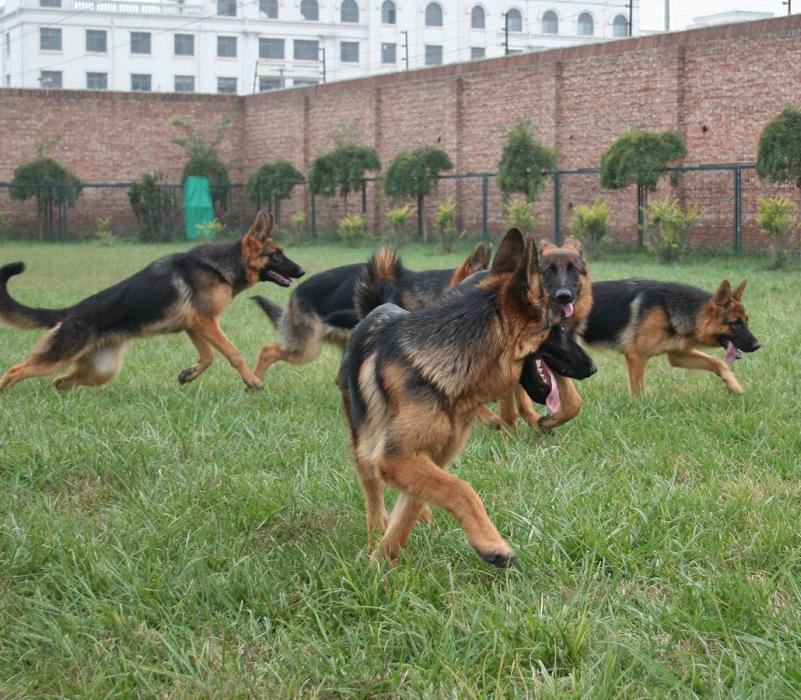 德国牧羊犬的分析,德国牧羊犬的优点和缺点