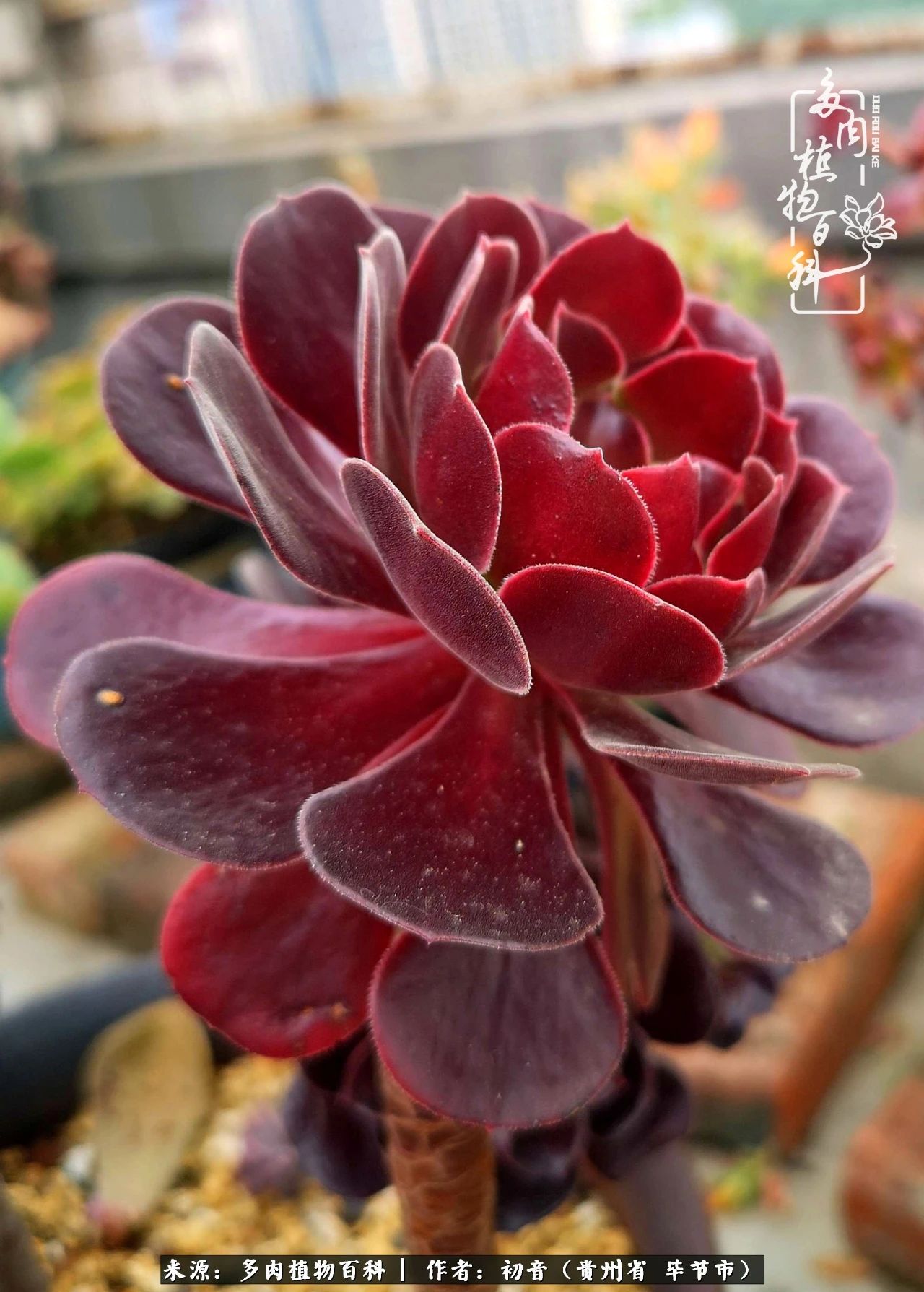 和多肉共度美好时光,与多肉一起成长