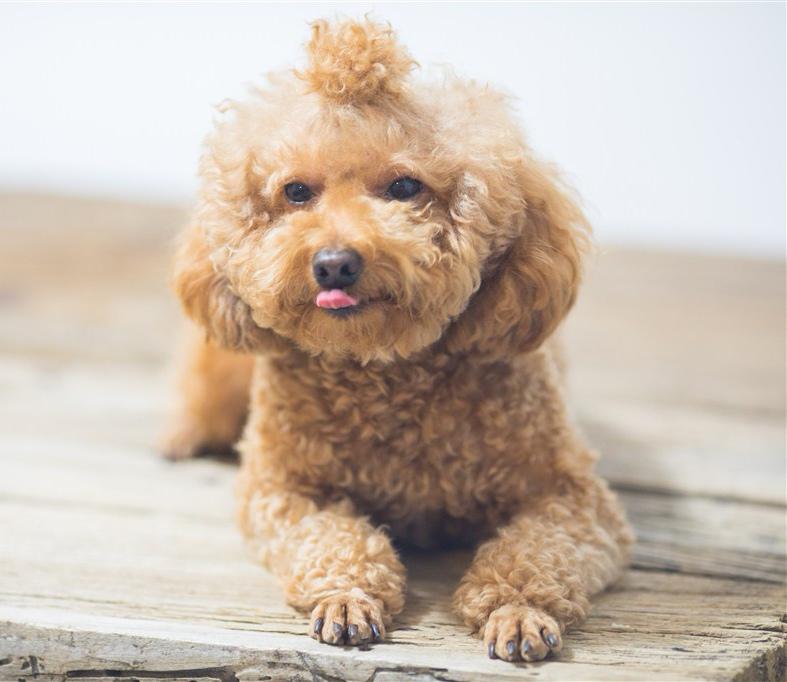 养泰迪狗的基础知识,一个多月小泰迪狗怎么养视频