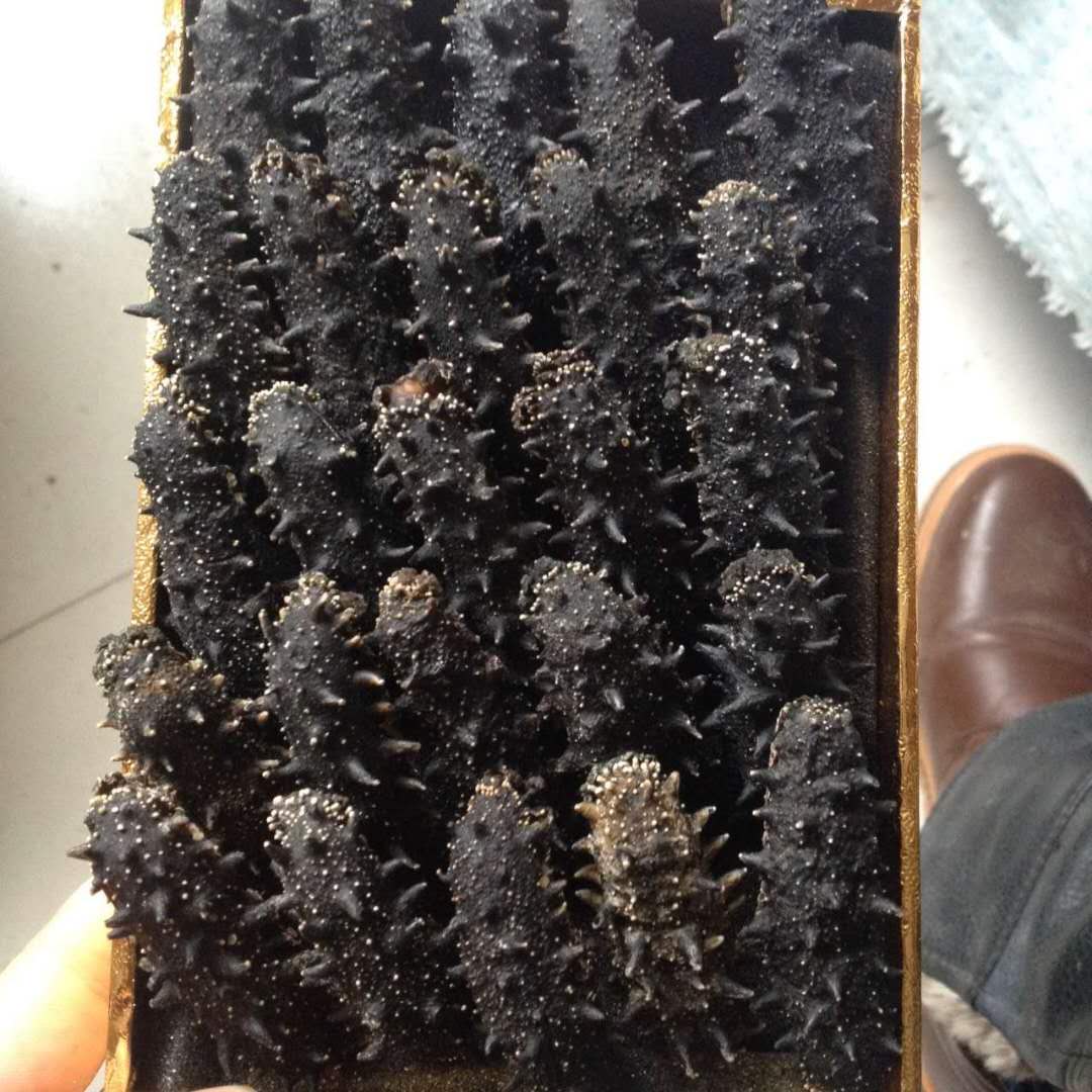 海参出自哪里,海参济南历城