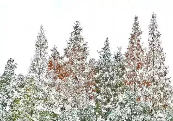 萧山天气小雪,萧山大雪