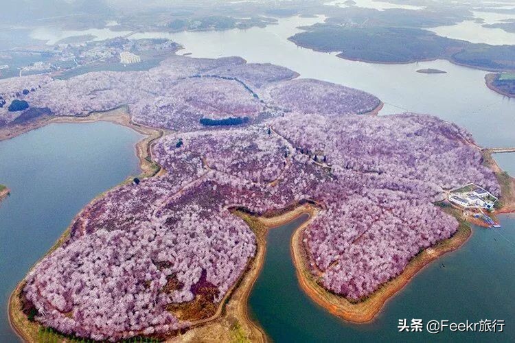 全球最大樱花基地原来就藏在贵州！万亩花海通到湖，机票低至2折