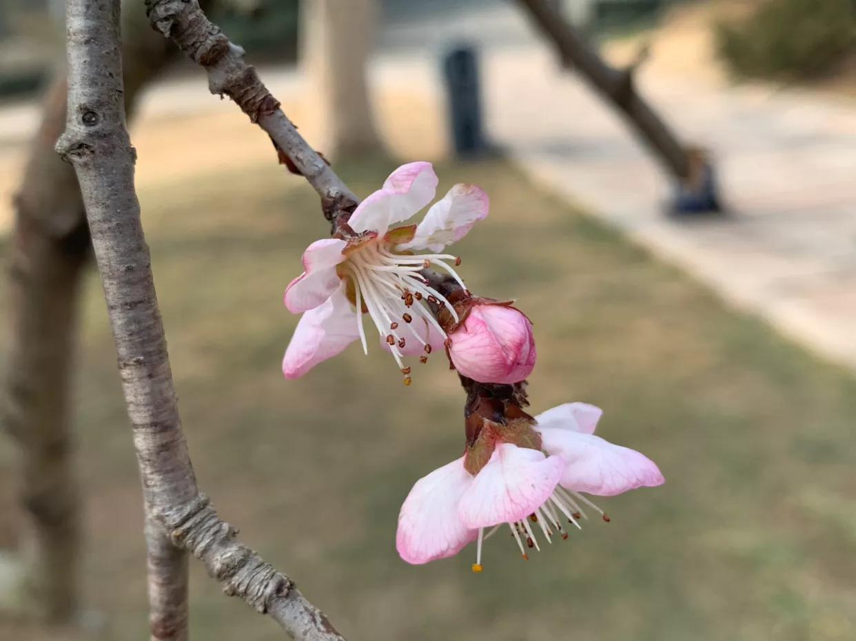 原创：初春，红色山桃惊喜开—为感谢好友赠送桃胶而作