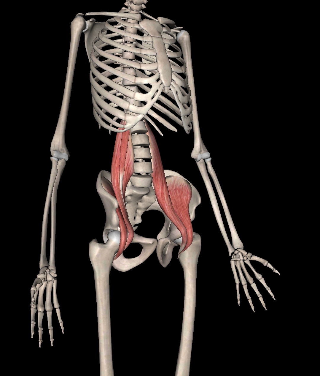 锻炼髂腰肌最有效方法图解,不懂健身动作练到的肌肉