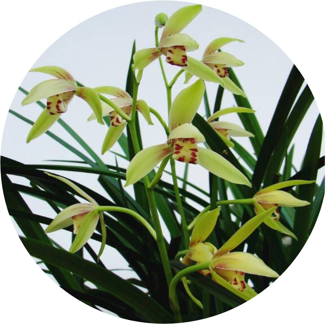 菊竹梅兰图欣赏,花中四君子的兰花图片