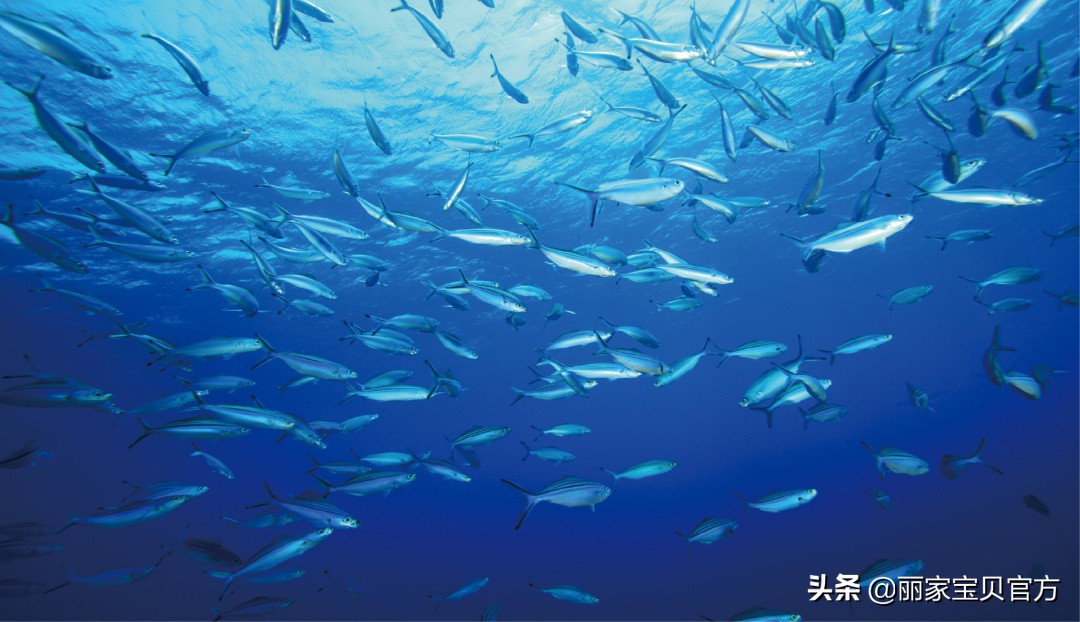 宝宝聪明有“鱼”，脑黄金DHA不流失要这样吃