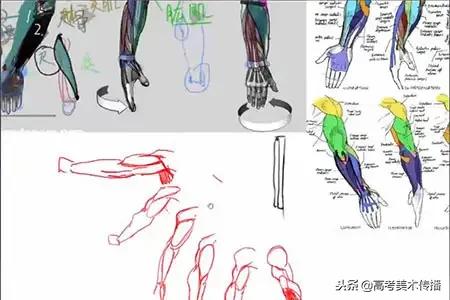 手臂分哪些肌肉结构,人体手臂肌肉结构形状