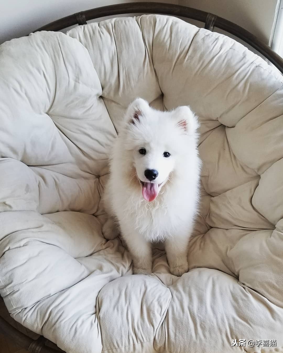 狗狗乱叫怎么教你一招解决,训练狗狗乱叫的解决方法