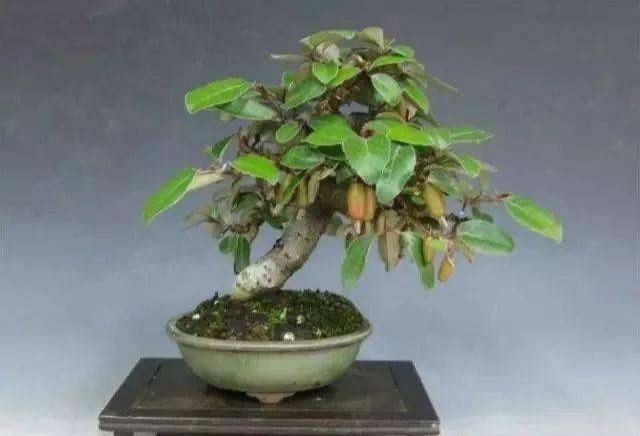 胡秃子做盆景好看吗,胡秃子盆景四季结果吗