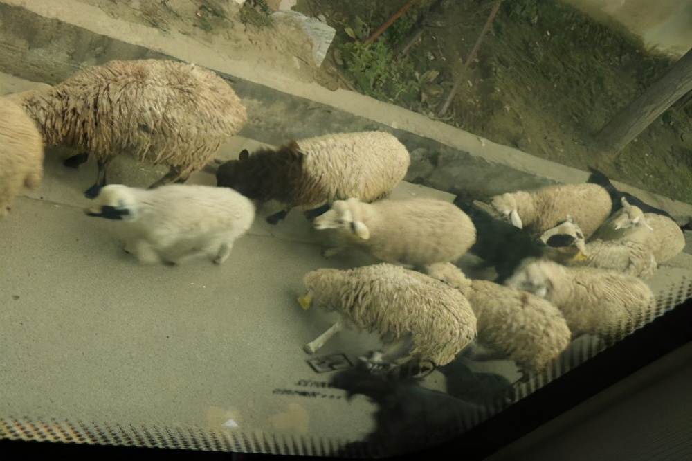 长城炮推出单排重载版皮卡,长城炮皮卡有哪些车型