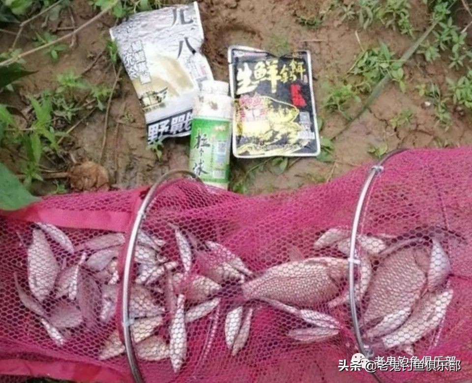 老鬼生鲜钓饵野钓好用吗,老鬼生鲜钓饵怎么搭配
