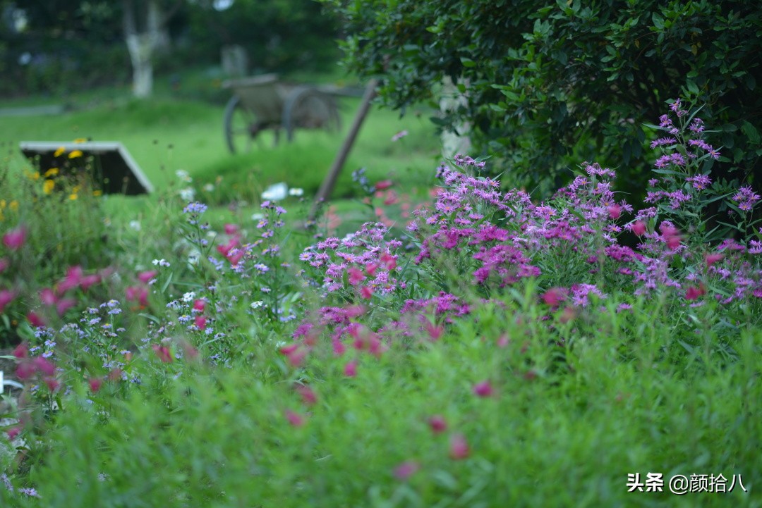 扶不起的绿植,扶不起的绿植视频