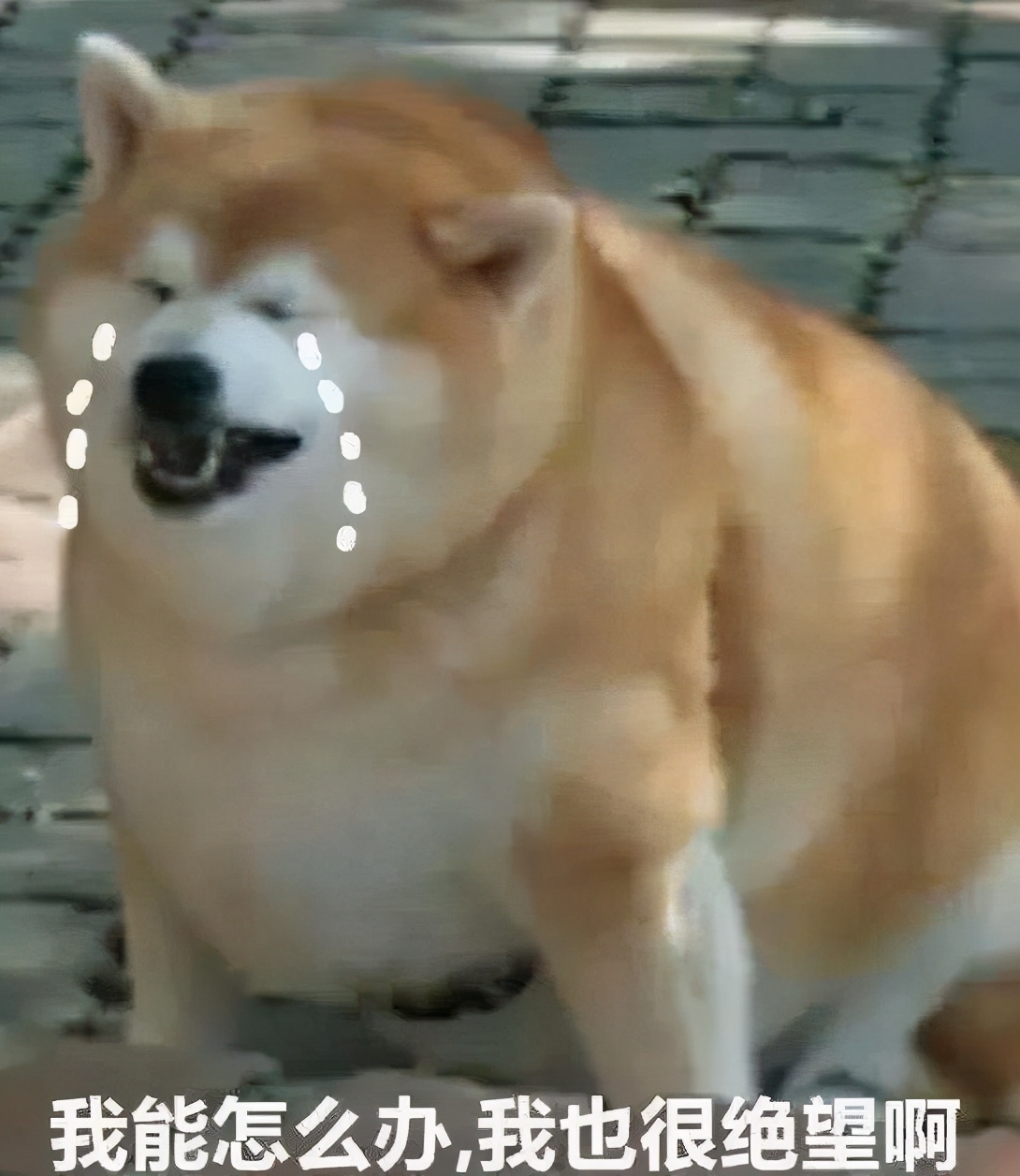 闲鱼上面几百块钱柴犬,闲鱼1元领养猫套路