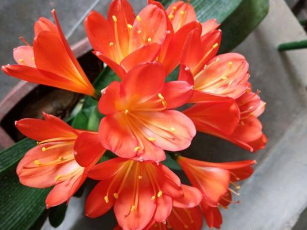 君子兰总是不开花用了这几招,君子兰不开花正确方法