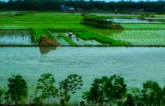 印尼豪华列车,印尼豪华铁路客车