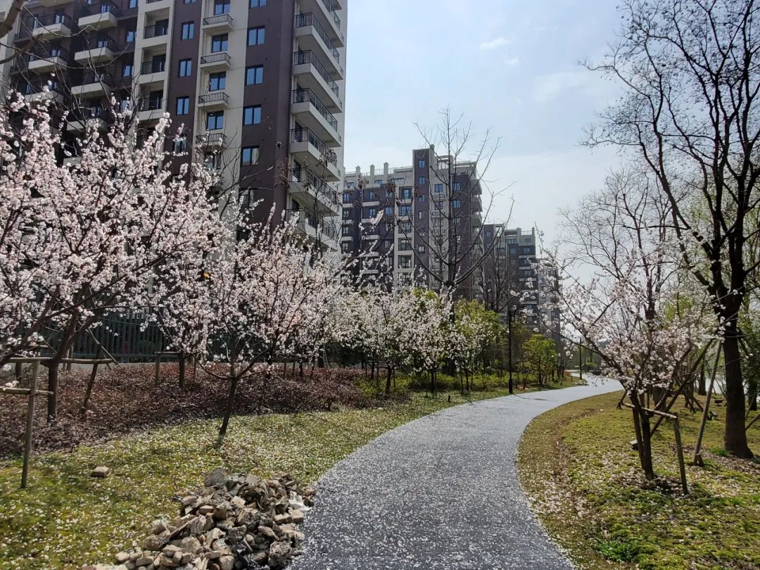 苏州国际学校常熟分校规划图,苏州外国语学校常熟校区