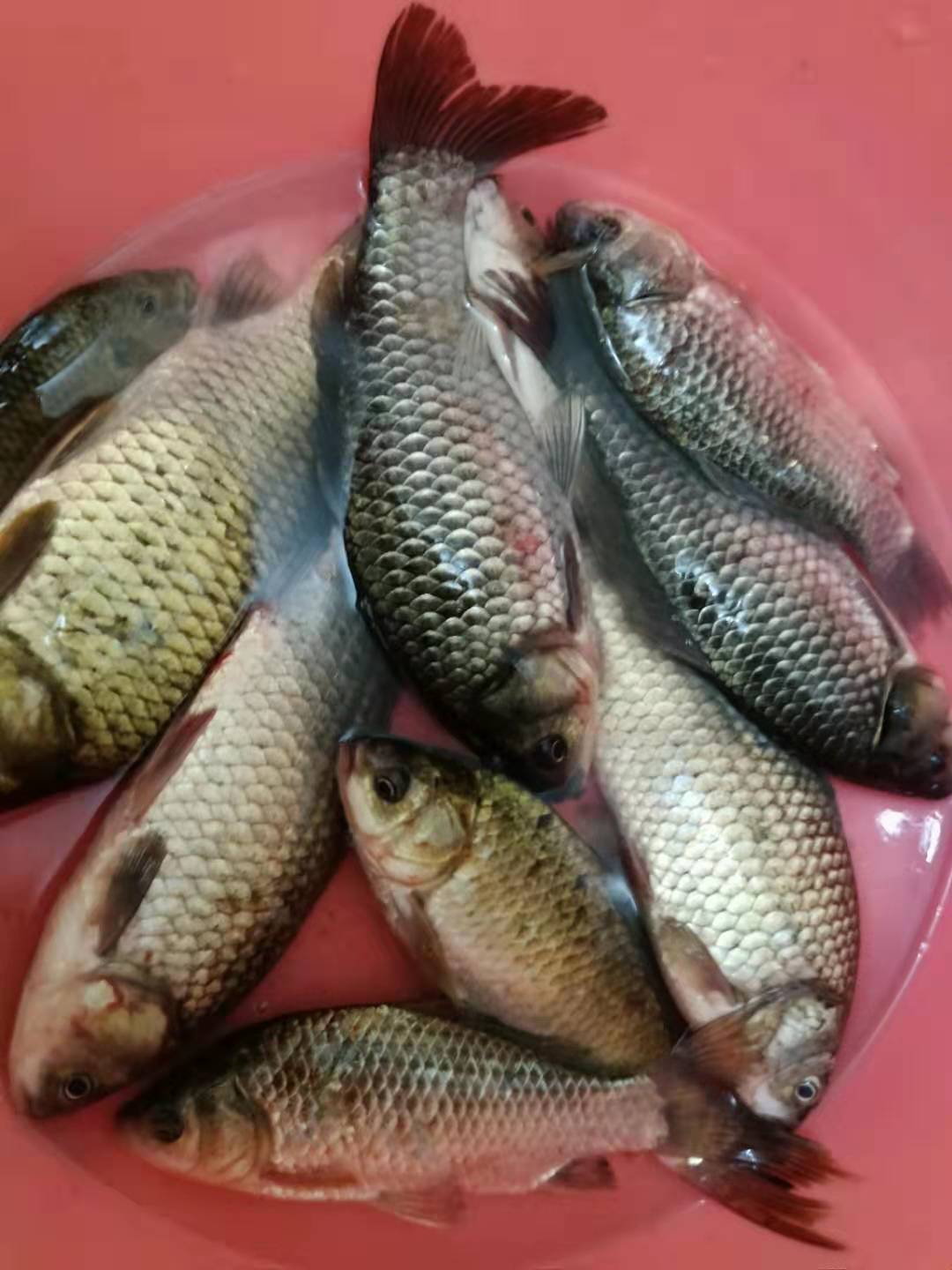 串钩蚯蚓冬季野钓鲫鱼最灵钓法,串钩挂蚯蚓能钓大板鲫吗