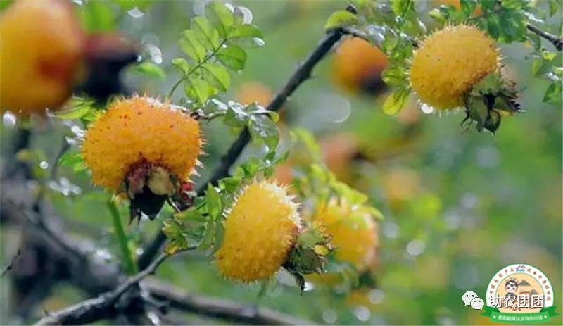 助农团团最新视频,助农团团所有视频