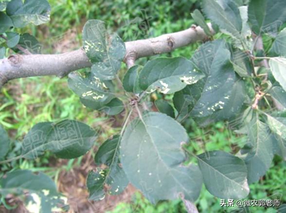 苹果花叶病毒病防治,怎么预防苹果花叶病