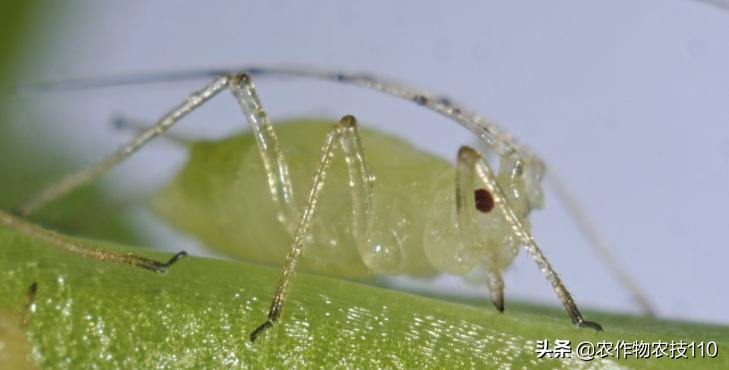 南瓜在种植过程中怎样预防病虫害,南瓜病虫害怎样防治效果好