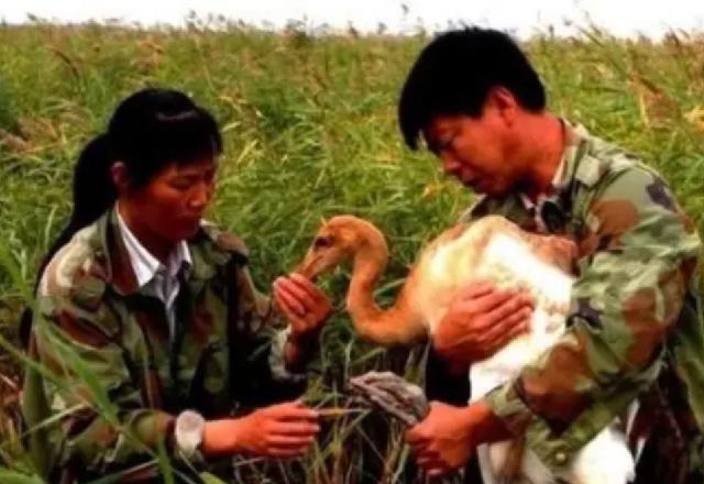 她是第一位在保护战线殉职的烈士，弟弟接班后，43岁时不幸牺牲