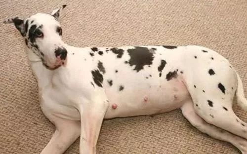 狗狗怀孕怎么办,狗狗怀孕怎么办要不要去医院