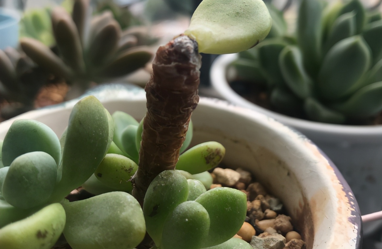 如何抢救叶子枯黄的植物,怎样救活多肉植物