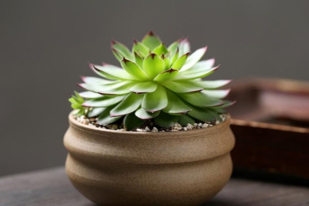 观音莲的叶子发软怎么回事,观音莲叶子蔫了怎么补救