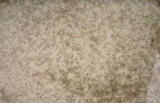 泥鳅的育苗技术,泥鳅自然育苗技术