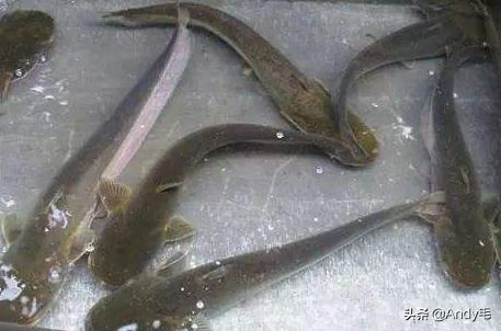 刺少鲜美的鱼,什么鱼营养不比甲鱼差