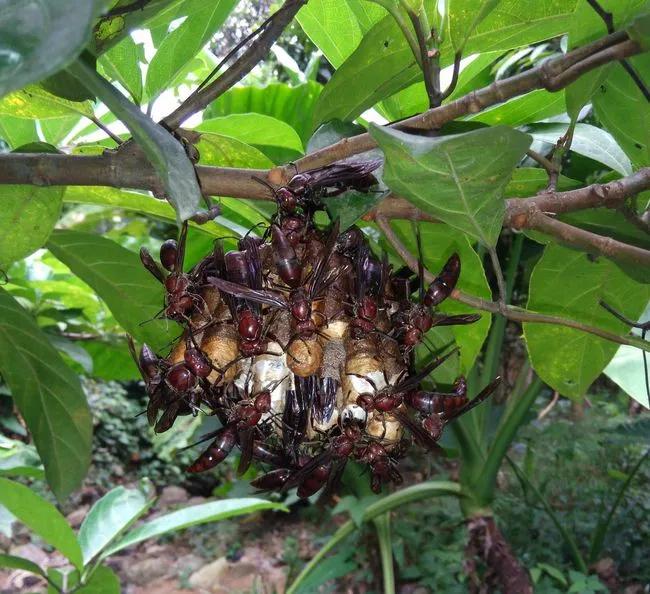 大山里常见的毒蜂,杀人蜂虎头蜂怕什么