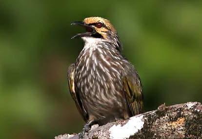广东常见鸟类图谱和名称图文,东江揽胜鸟类