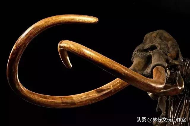 猛犸象牙详细介绍,猛犸化石收藏价值一览表