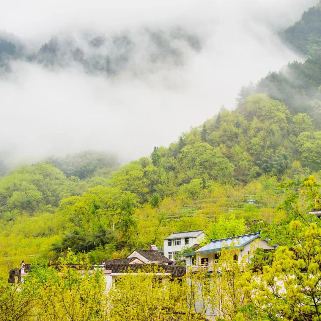 安徽春天美丽的视频,安徽美丽的春天